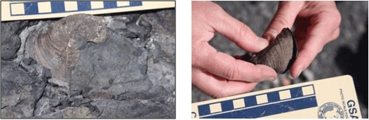 composite of fossilized bivalve imprint and live bivalves