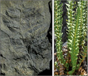 composite image of fossilized fern and living fern