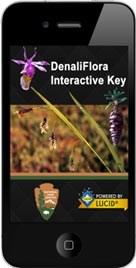 a smartphone displaying the splash screen for a plant id app with the words denaliflora interactive key