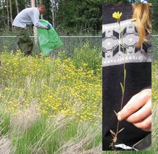 A person stands in a clump of yellow flowers holding a trash bag. An inset image shows a person holding a long stem with a single yellow flower.