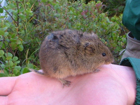 Student holding a vole