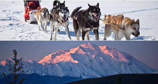 Two images - one of sled dogs in team, another of alpenglow turning Mount McKinley pink