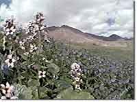 Alpine Habitat