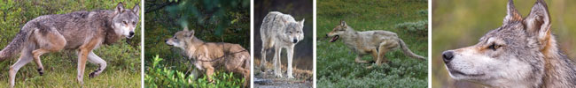 Wild wolves in Denali
