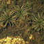 image of Spiny-spore Quill-wort