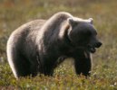 Image of grizzly bear on tundra