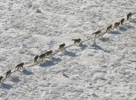 How many wolves are traveling together?