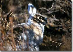 In Denali National Park and Preserve, snowshoe hares are an important prey item for northern hawk owls