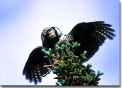 An adult northern hawk owl takes flight from the top of a spruce tree in Denali National Park and Preserve