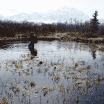 Researcher searches for wood frogs or wood frog egg masses in Denali.