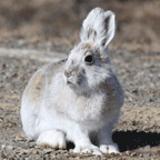 Snowshoe Hare
