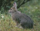 Image of Snowshoe Hare