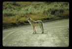 Image of wolf