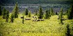 Caribou browsing in willows