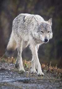 Have you seen a wolf in the wild?