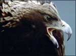 Golden Eagle