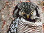 Northern Hawk Owl