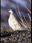 Rock Ptarmigan