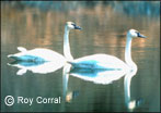 Trumpeter Swans
