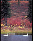 Tundra Swans