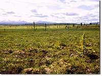 Tussocks