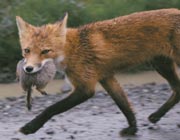 Predators such as bears, humans, and this fox can concentrate POPs in their tissues from each prey animal they consume.