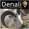 logo of "Denali: New Expeditions," a Dall sheep eating alpine vegetation