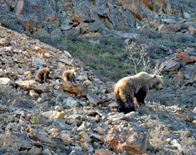 Bear and two cubs