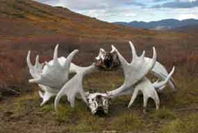 Moose Antlers