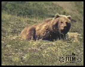 Vintage Grizzly Thumbnail