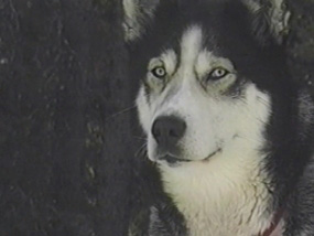 Winter Patrol Slide