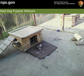 Screenshot from the puppy webcam, showing a puppy in front of a dog house