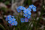 Alpine Forget-Me-Not