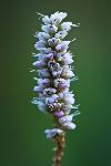 Alpine Meadow Bistort