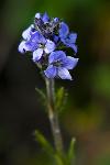 Alpine Veronica