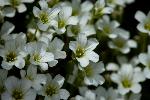 Arctic Sandwort