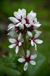 Bear Flower
