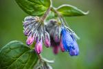 Bluebells