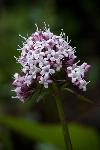 Capitae Valerian