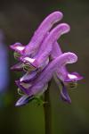 Few Flowered Corydalis