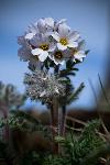 Northern Jacob's Ladder