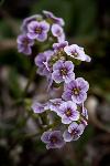 Purple Cress