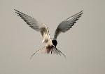 Arctic Tern - Kent Miller
