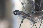 Black capped chicakdee - Robbie Hannawacker