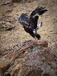 Golden eagle - Kent Miller