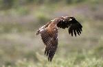 Golden eagle (2) - Kent Miller