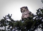 Great horned owl - Kent Miller