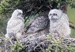 Great horned owl and owlets - Kent Miller