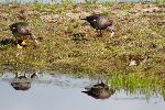 Greater white fronted geese - Nathan Kostegian