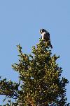 Hawk owl - Robbie Hannawacker